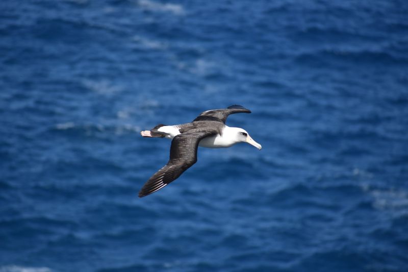 royal northern albatross